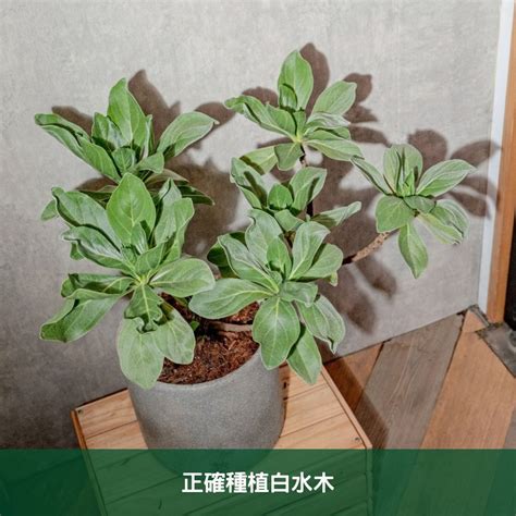 白水木徒長|白水木種植指南：陽光、水分、砂土的關鍵 